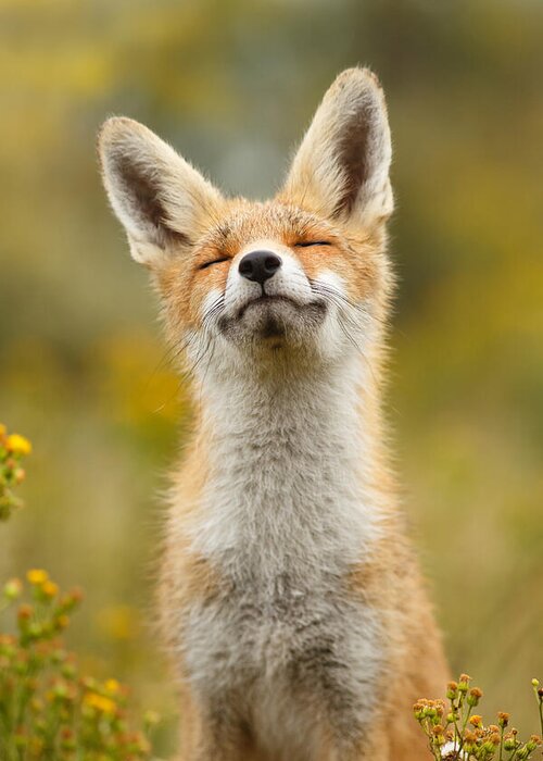 Red Fox Greeting Card featuring the photograph Happy Fox by Roeselien Raimond