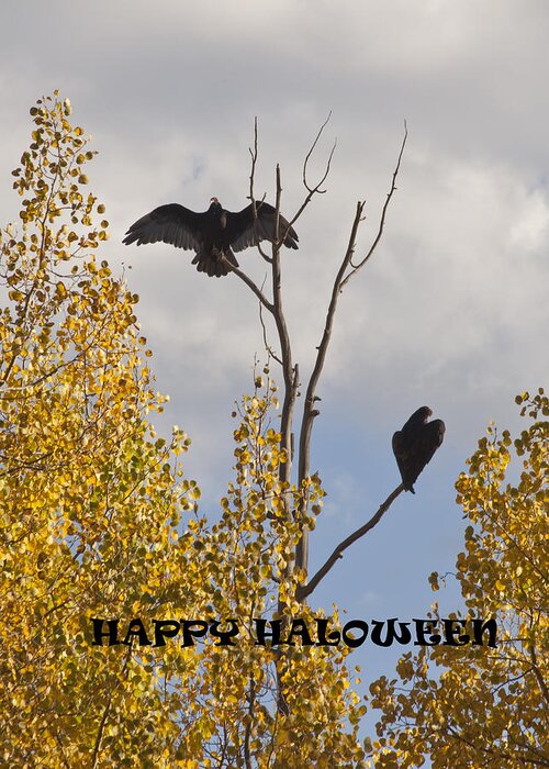 Black Vultures (cathartidae Greeting Card featuring the photograph Happy Halloween by Daniel Hebard