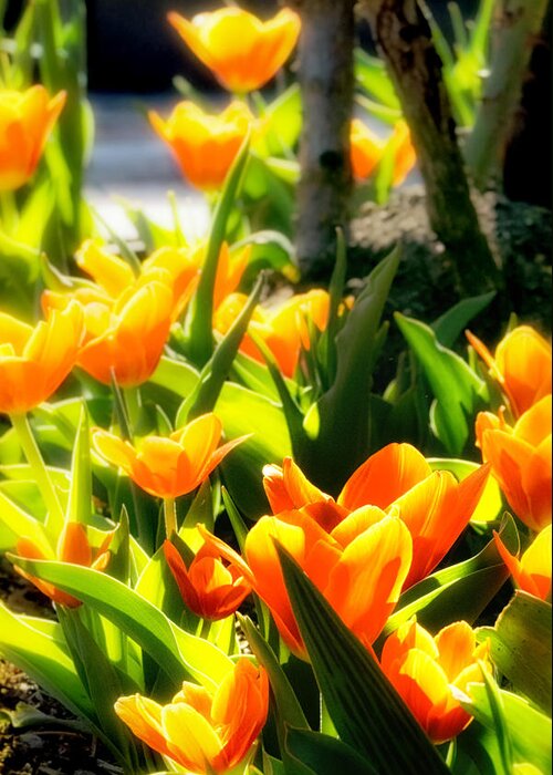 Boston Greeting Card featuring the photograph Happy Orange Tulips by Sylvia J Zarco