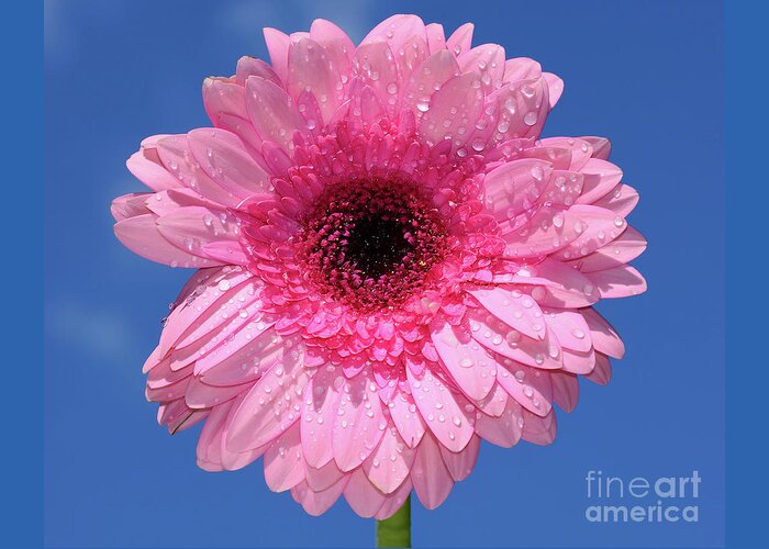 Happy Pink Gerbera Greeting Card featuring the photograph Happy Pink Gerbera by Kaye Menner by Kaye Menner