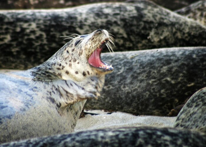 Harbor Seal Greeting Card featuring the photograph Harbor Seal by Anthony Jones