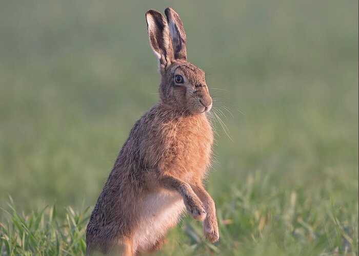 Brown Greeting Card featuring the photograph Hare At Dawn by Pete Walkden
