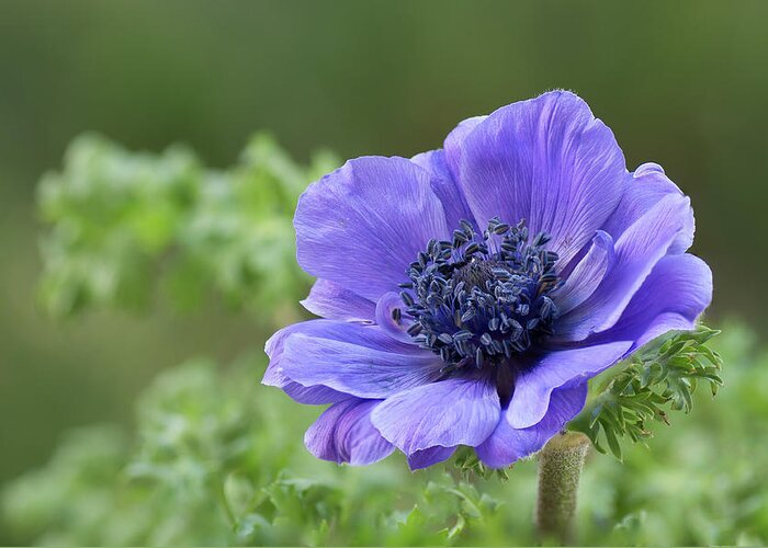 Floral Greeting Card featuring the photograph Harmony Anemone by Ken Mickel