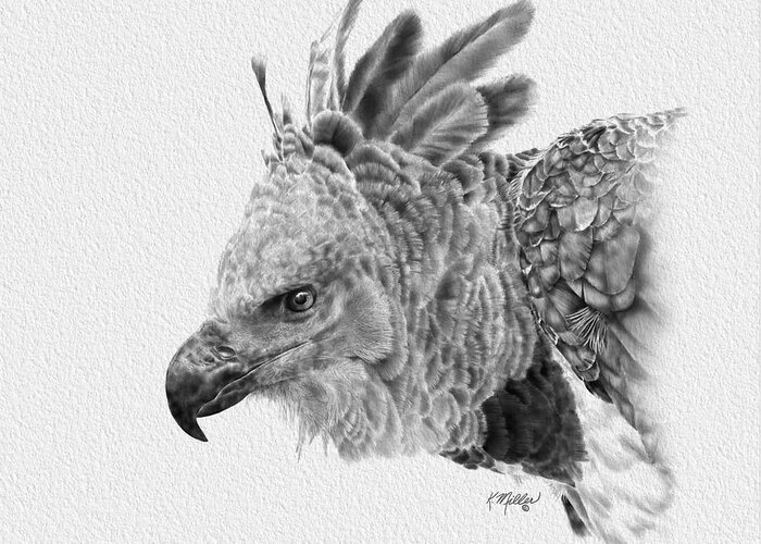 Harpy Eagle Greeting Card featuring the drawing Harpy Eagle by Kathie Miller