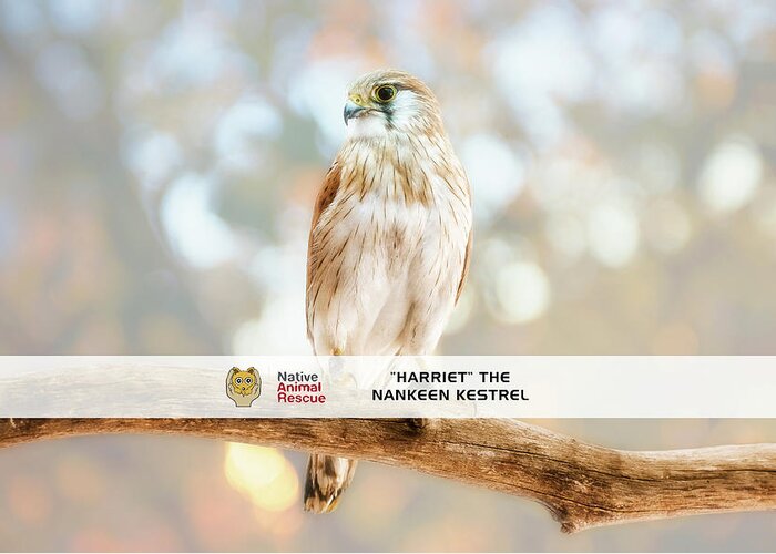 Mad About Wa Greeting Card featuring the photograph Harriet the Nankeen Kestrel, Native Animal Rescue by Dave Catley