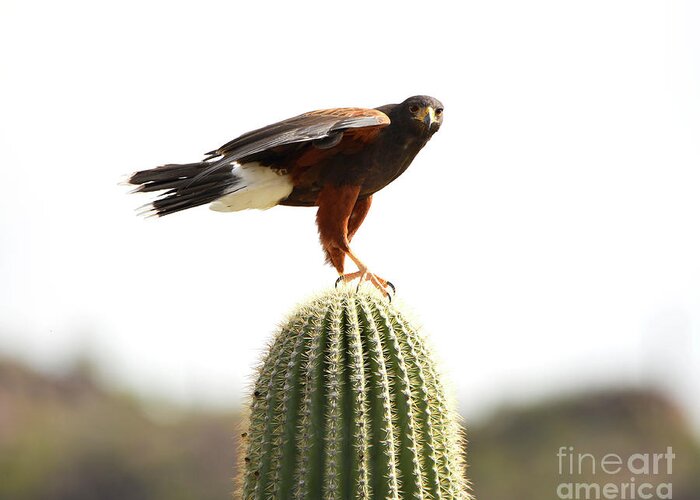 Denise Bruchman Greeting Card featuring the photograph Harris Hawk on Saguaro by Denise Bruchman
