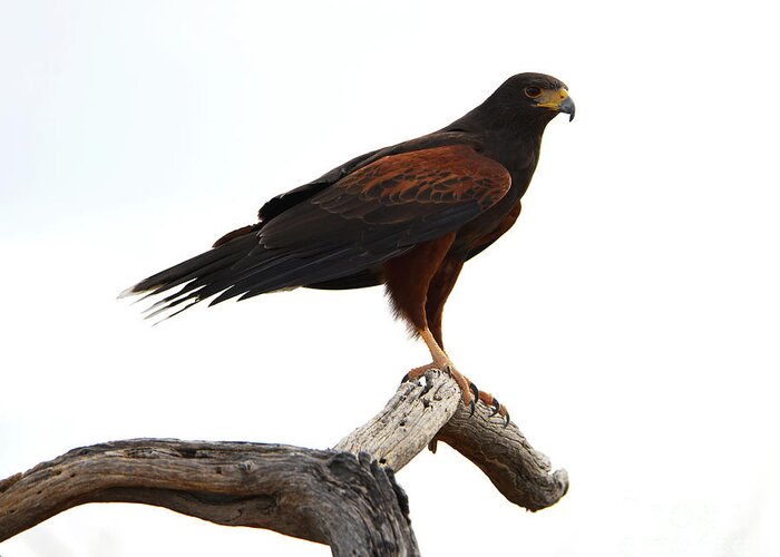 Denise Bruchman Greeting Card featuring the photograph Harris' Hawk Surveying by Denise Bruchman