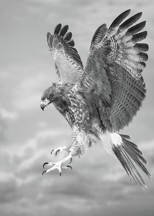 Bird Greeting Card featuring the photograph Harris's hawk by Bruce Bonnett