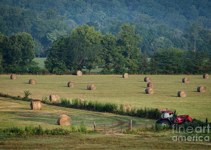 Harvest Greeting Card featuring the photograph Harvest by Andrea Silies