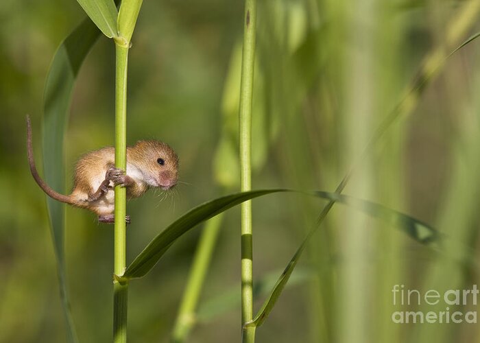 Harvest Mouse Greeting Sound Card By Really Wild Cards