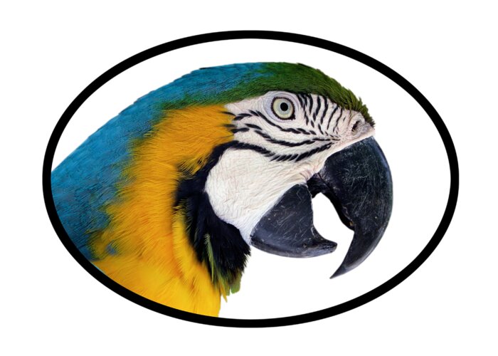 Parrot Greeting Card featuring the photograph Harvey 2 T-Shirt by Bob Slitzan