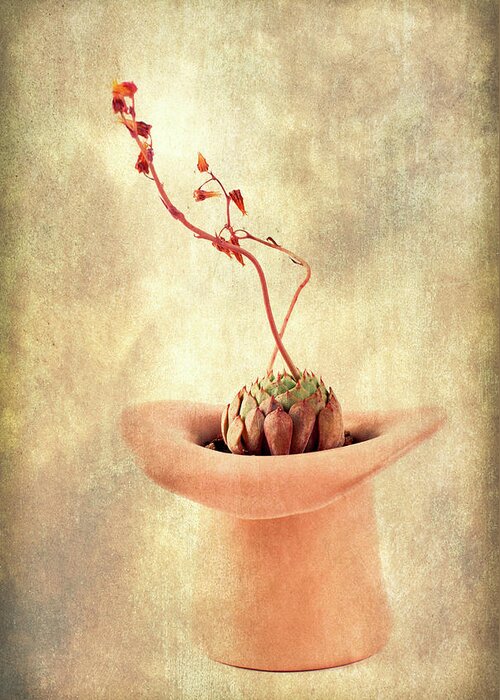 Hat Greeting Card featuring the photograph Hat and Echeveria by Catherine Lau