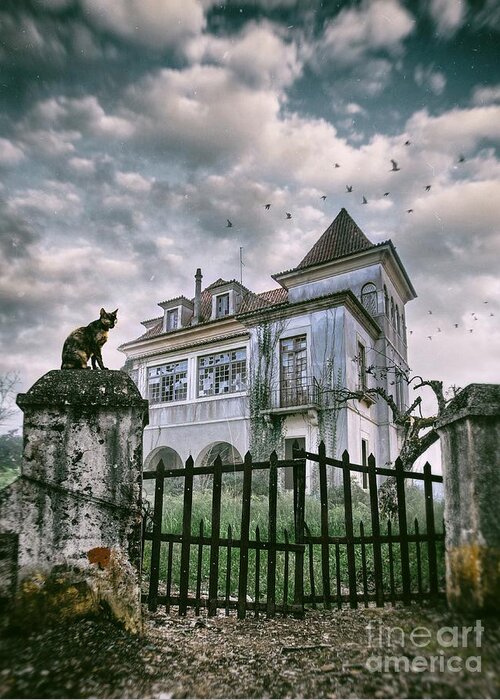 Cat Greeting Card featuring the photograph Haunted House and a Cat by Carlos Caetano