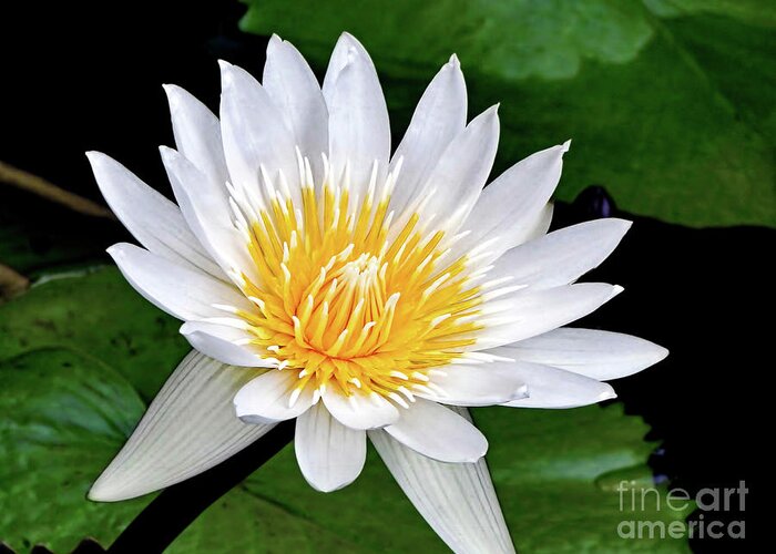Lily Greeting Card featuring the photograph Hawaiian White Water Lily by Sue Melvin