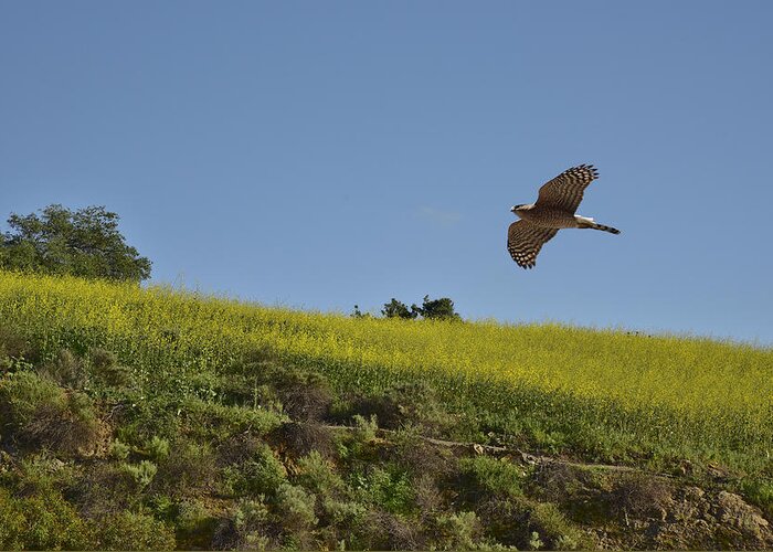 Linda Brody Greeting Card featuring the photograph Hawk Flying over Field of Yellow Mustard by Linda Brody