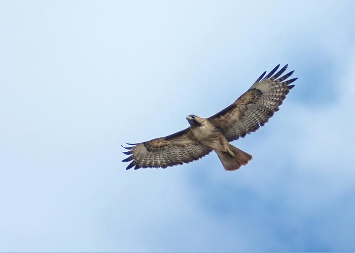 Raptor Greeting Card featuring the photograph Hawk Flyover 2 by Rick Mosher
