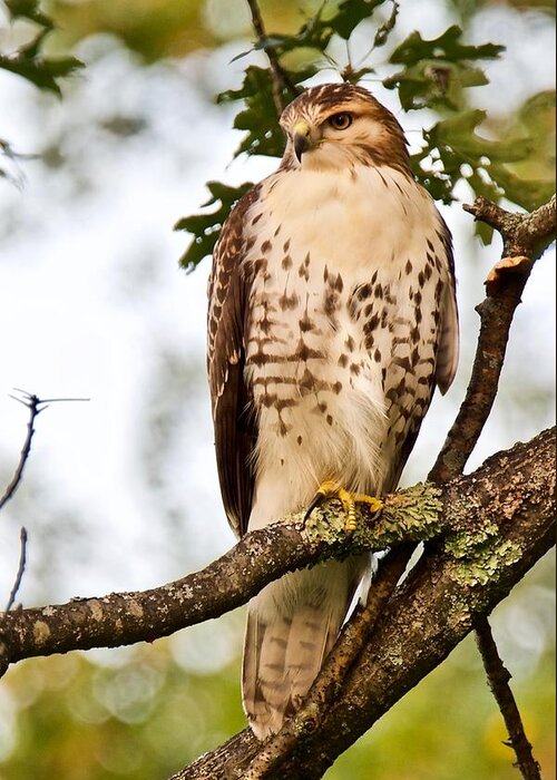 Hawk Greeting Card featuring the photograph Hawk in Evening Light by Michael Peychich