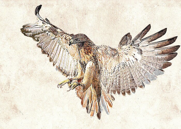 Photographic Drawing Greeting Card featuring the photograph Hawk in Flight Photographic Drawing by Dawn Currie