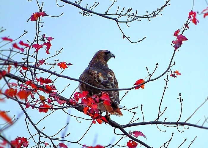 Bird Greeting Card featuring the photograph Hawk on the tree with red leaves by Lilia S