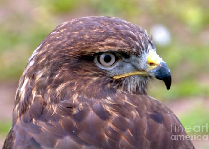 Bird Greeting Card featuring the photograph Hawks eye view by Stephen Melia