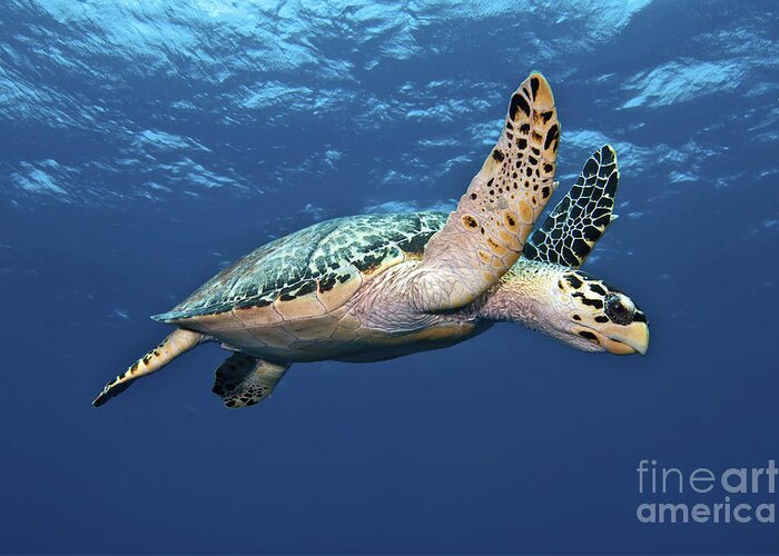 Caribbean Greeting Card featuring the photograph Hawksbill Sea Turtle In Mid-water by Karen Doody
