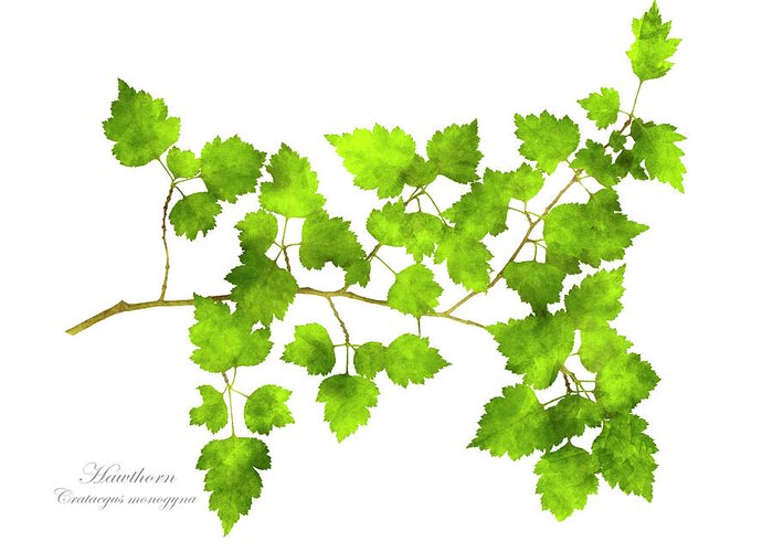 Leaves Greeting Card featuring the mixed media Hawthorn Pressed Leaf Art by Christina Rollo