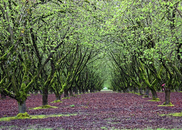 Orchard Greeting Card featuring the photograph Hazel Nut Orchard by Kami McKeon