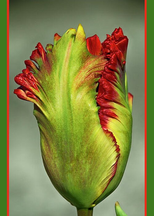 Seriously Greeting Card featuring the photograph Seriously Red 2 - Almost by Wendy Wilton