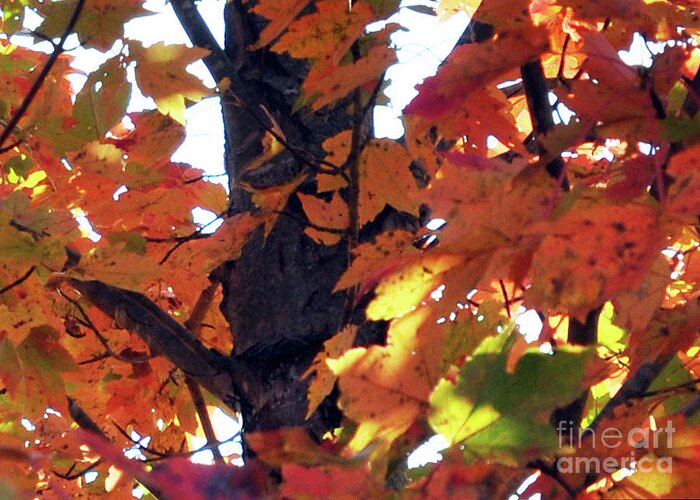 Tree Greeting Card featuring the photograph Headed For A Fall 4 by Lydia Holly