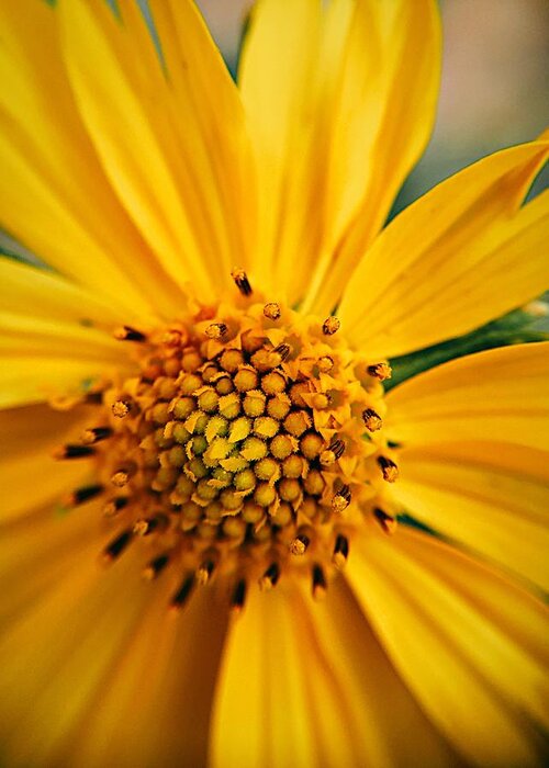 Sunflower Greeting Card featuring the photograph Heart and Soul by Brad Hodges