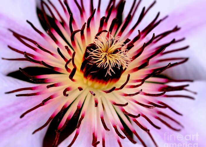 Nelly Moser Greeting Card featuring the photograph Heart of a Clematis by Baggieoldboy