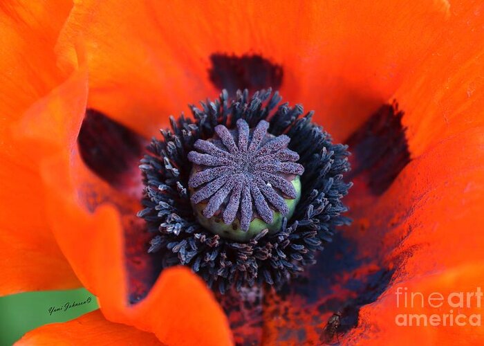 Flowers Greeting Card featuring the photograph Heart of the Poppy by Yumi Johnson