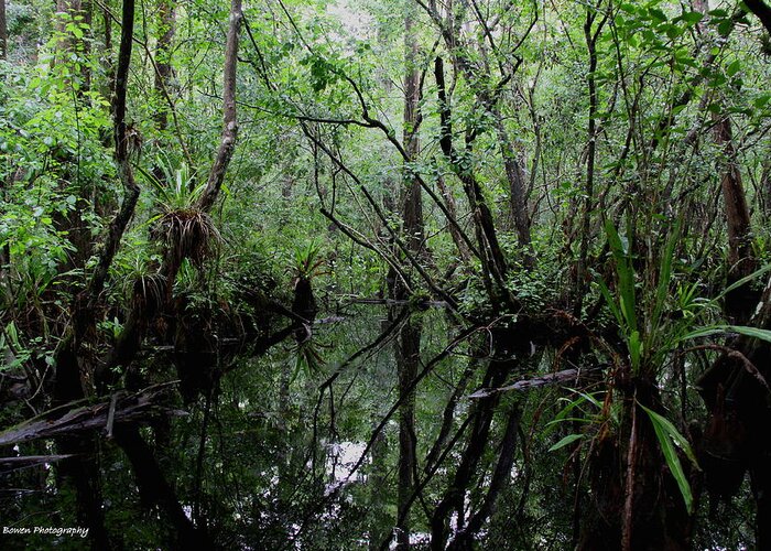 Swamp Greeting Card featuring the photograph Heart of the Swamp by Barbara Bowen