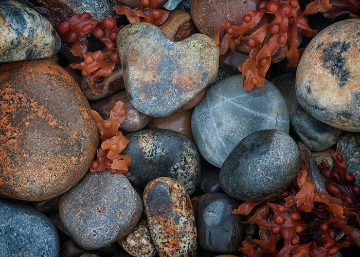 #acadia#national#park#beach#stones#fall#maine Greeting Card featuring the photograph Heart Stone by Darylann Leonard Photography