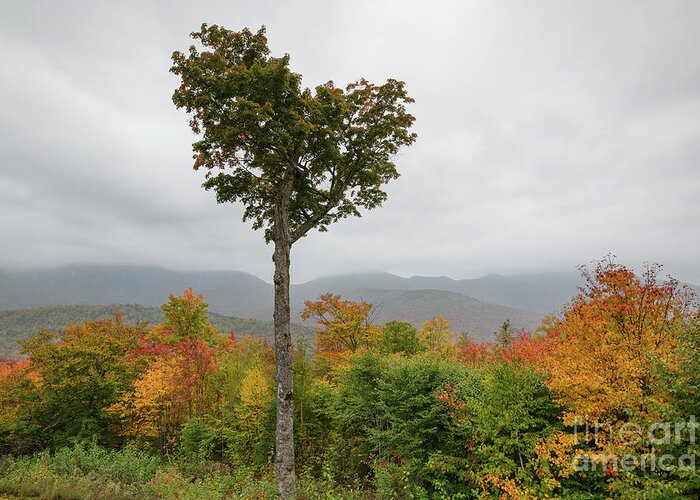 Autumn Greeting Card featuring the photograph Heart Tree - Kancamagus Highway, New Hampshire by Erin Paul Donovan