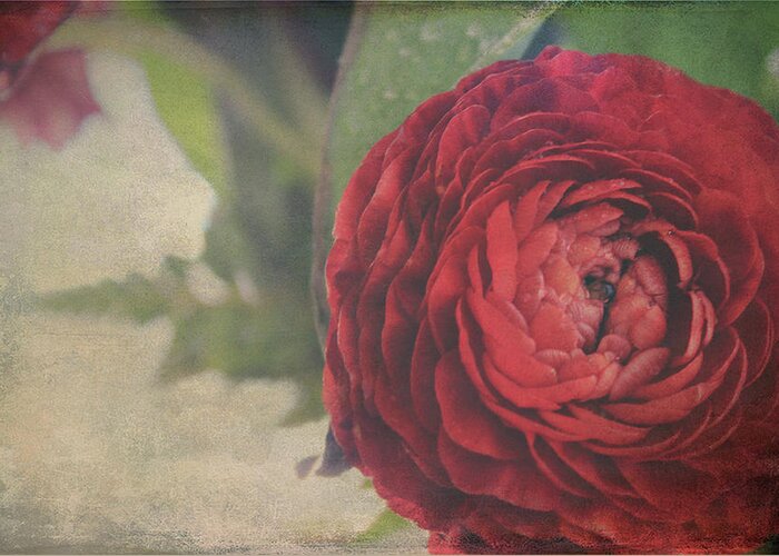 Ranunculus Greeting Card featuring the photograph Heartfelt by Laurie Search
