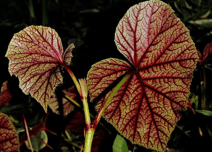 Begonia Greeting Card featuring the photograph Hearty Begonia Backside by Allen Nice-Webb