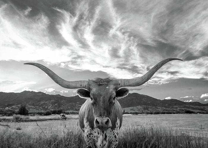 Cow Greeting Card featuring the photograph Heber Valley Longhorn by Johnny Adolphson