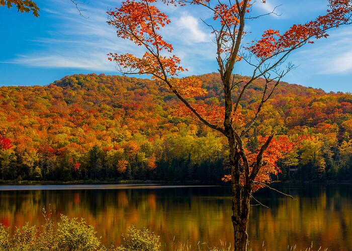Maple Tree Greeting Card featuring the photograph Heights of Autumn by Tim Kirchoff