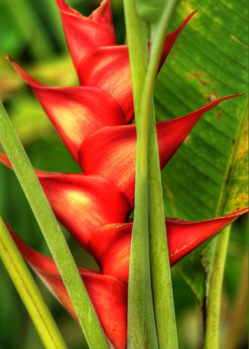 Heliconia Greeting Card featuring the photograph Heliconia by Kelly Wade