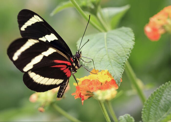 Red Greeting Card featuring the photograph Heliconius Melpomene Butterfly by Tim Abeln