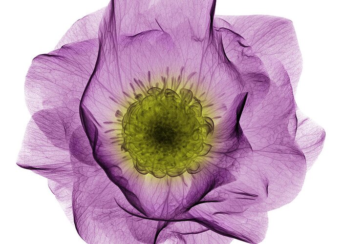 Science Greeting Card featuring the photograph Hellebore Flower, X-ray by Ted Kinsman