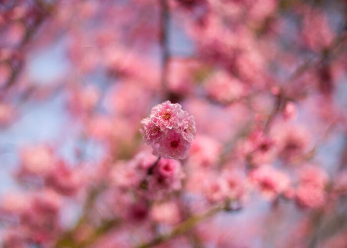 Cherry Blossoms Greeting Card featuring the photograph Hello world here we are by Kunal Mehra