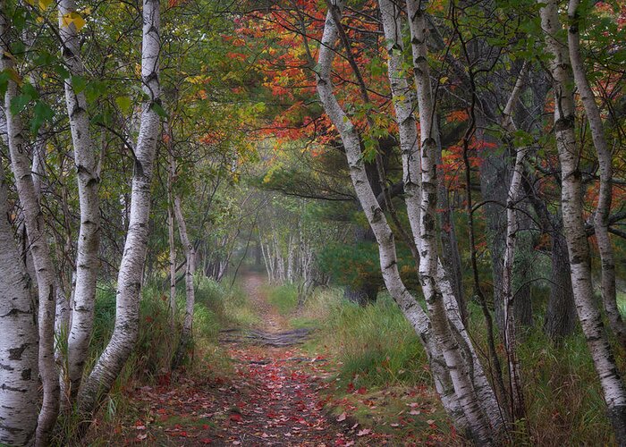 #acadianationalpark#maine#trees#birch#autumncolors#landscapes#wo Greeting Card featuring the photograph Hemlock Loop by Darylann Leonard Photography
