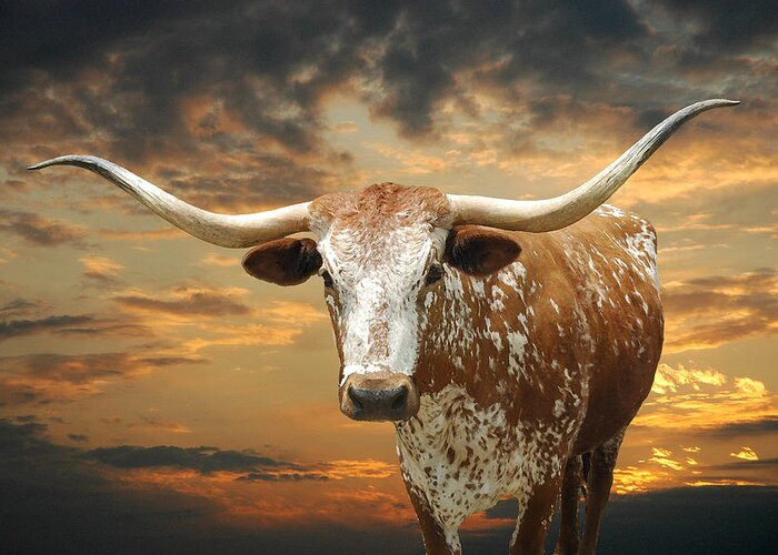 Sunset Greeting Card featuring the photograph Henly Longhorn by Robert Anschutz