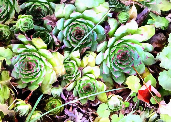 Succulent Greeting Card featuring the photograph Hens and Chicks - Garden Cheer by Janine Riley