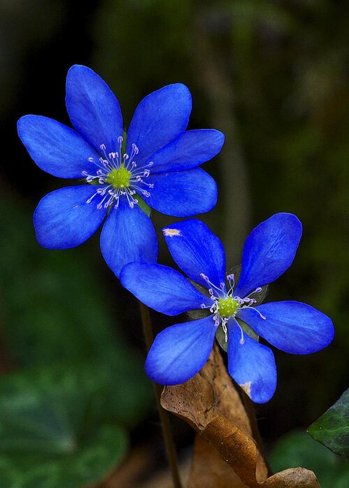 Blossom Greeting Card featuring the photograph Hepatica nobilis by Ivan Slosar