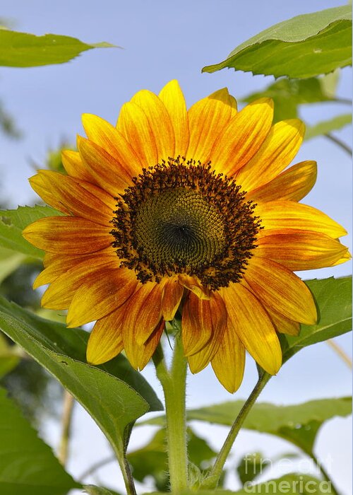 Sun Flower Photograph Greeting Card featuring the photograph Here Comes the Sun by Penny Neimiller