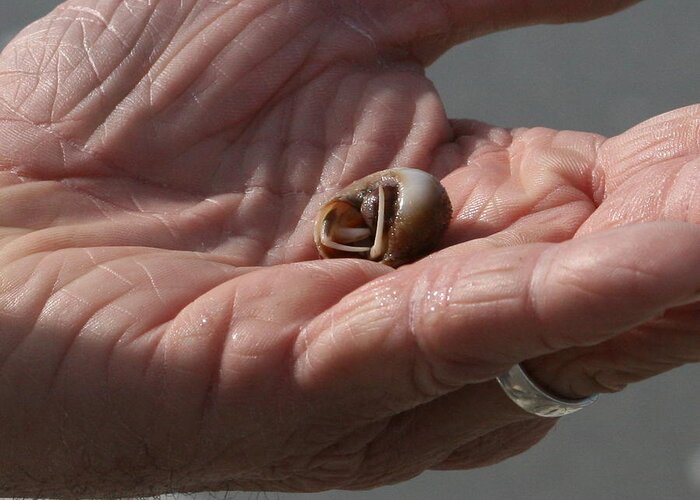 Hermit Greeting Card featuring the photograph Hermit Crab by Cathy Harper