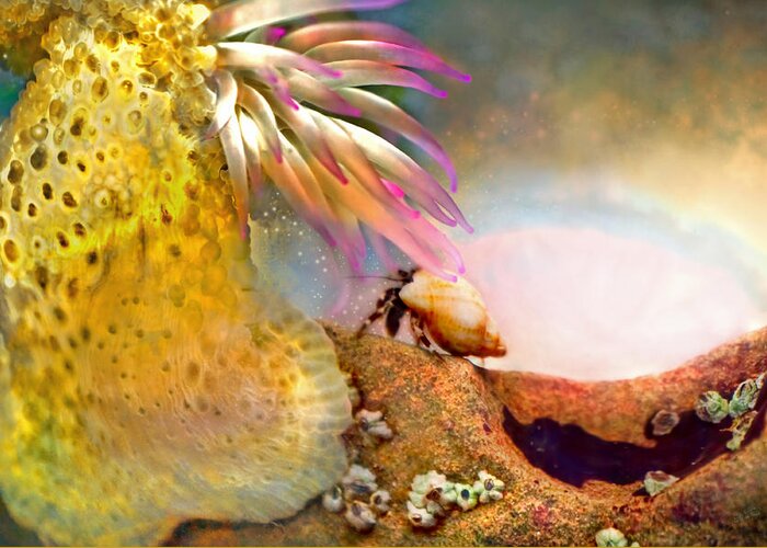 Adria Trail Greeting Card featuring the photograph Hermit Crab Landscape by Adria Trail